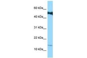 Image no. 1 for anti-Small Proline Rich Protein 1B (SPRR1B) (C-Term) antibody (ABIN6748126)