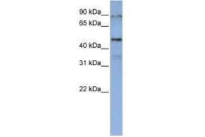 Image no. 1 for anti-DAZ Associated Protein 1 (DAZAP1) (Middle Region) antibody (ABIN2779144)