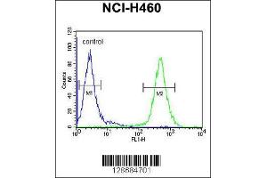 Image no. 3 for anti-Acyl-CoA Dehydrogenase Family, Member 10 (ACAD10) (AA 393-421) antibody (ABIN654760)
