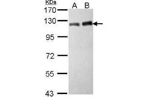 Image no. 2 for anti-Tripartite Motif Containing 28 (TRIM28) (N-Term) antibody (ABIN2855332)