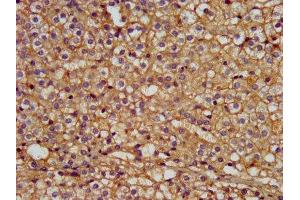 IHC image of ABIN7165321 diluted at 1:300 and staining in paraffin-embedded human adrenal gland tissue performed on a Leica BondTM system.