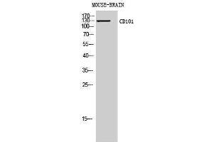 anti-CD101 (CD101) (Internal Region) antibody