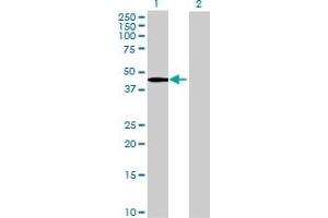 Image no. 1 for anti-UBX Domain Protein 1 (UBXN1) (AA 1-312) antibody (ABIN526415)