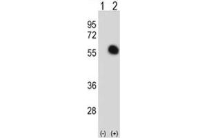 Image no. 2 for anti-GATA Binding Protein 2 (GATA2) (AA 380-407) antibody (ABIN3031028)