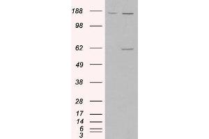 Image no. 2 for Monoamine Oxidase A (MAOA) peptide (ABIN368822)