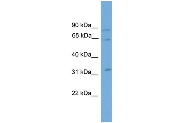 anti-Calpain 11 (CAPN11) (N-Term) antibody