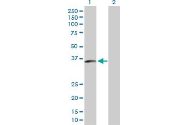 anti-Solute Carrier Family 25, Member 40 (SLC25A40) (AA 1-338) antibody