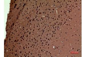 Immunohistochemistry (IHC) analysis of paraffin-embedded Mouse Brain, antibody was diluted at 1:100.