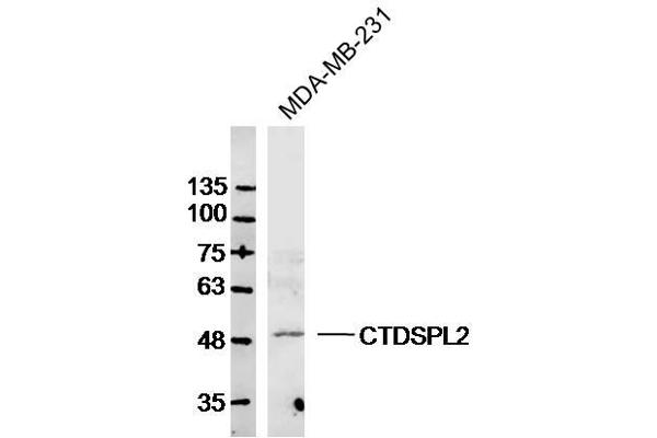 anti-CTD (Carboxy-Terminal Domain, RNA Polymerase II, Polypeptide A) Small Phosphatase Like 2 (CTDSPL2) (AA 11-110) antibody