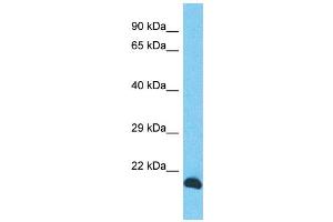 anti-INO80 Complex Subunit C (INO80C) (N-Term) antibody