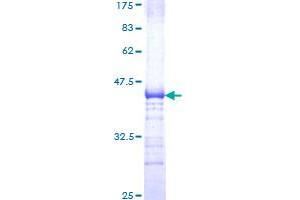 Image no. 1 for Transcription Factor 3 (E2A Immunoglobulin Enhancer Binding Factors E12/E47) (TCF3) (AA 545-654) protein (GST tag) (ABIN1322367)