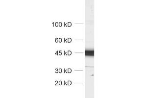 Image no. 3 for anti-Actin, beta (ACTB) (AA 2-16) antibody (ABIN1742508)
