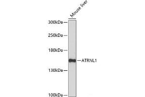 ATRNL1 抗体
