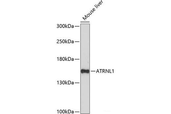 ATRNL1 抗体