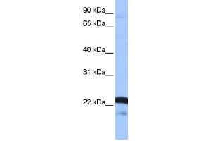 Image no. 3 for anti-serine/arginine-Rich Splicing Factor 9 (SFRS9) (Middle Region) antibody (ABIN2778869)