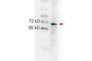 Image no. 4 for anti-Nuclear Factor-kB p65 (NFkBP65) (C-Term) antibody (ABIN964680)