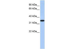 anti-ADP-Ribosyltransferase 4 (Dombrock Blood Group) (ART4) (Middle Region) antibody