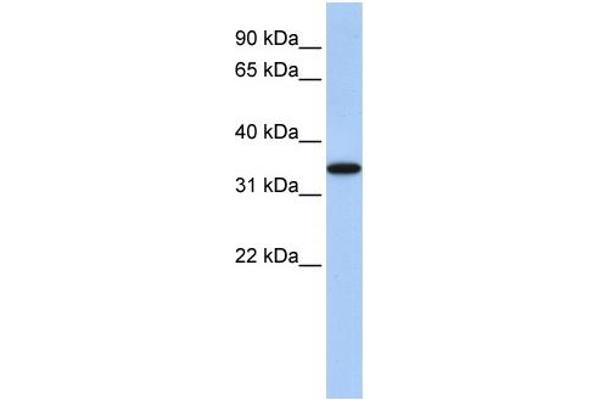 anti-ADP-Ribosyltransferase 4 (Dombrock Blood Group) (ART4) (Middle Region) antibody