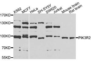 Image no. 2 for anti-Phosphoinositide 3 Kinase, p85 beta (PI3K p85b) antibody (ABIN4904756)