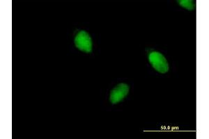 Image no. 1 for anti-Bromodomain and PHD Finger Containing, 1 (BRPF1) (AA 1-1220) antibody (ABIN521677)