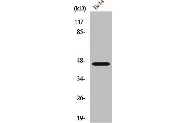 FOXB2 Antikörper  (Internal Region)