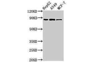 GLE1 Antikörper  (AA 141-380)