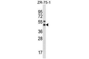 Image no. 2 for anti-Syntaxin 5 (STX5) (AA 179-209), (Middle Region) antibody (ABIN955041)