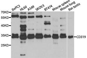 Image no. 1 for anti-SLAM Family Member 7 (SLAMF7) antibody (ABIN2561715)