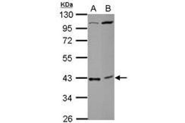 C18orf54 antibody  (AA 1-239)