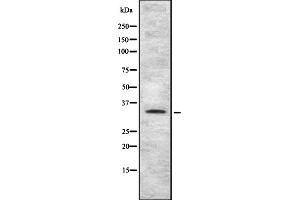 Image no. 1 for anti-Taste Receptor, Type 2, Member 4 (Tas2r108) (Internal Region) antibody (ABIN6265459)