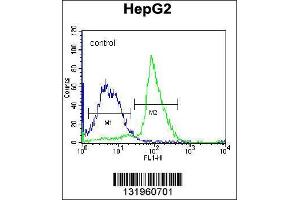 Image no. 2 for anti-Paraoxonase 2 (PON2) (AA 79-107), (N-Term) antibody (ABIN656876)