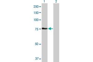 Image no. 1 for anti-Fem-1 Homolog A (FEM1A) (AA 1-669) antibody (ABIN527565)