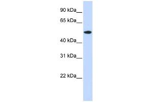 Image no. 1 for anti-RasGEF Domain Family, Member 1A (RASGEF1A) (N-Term) antibody (ABIN2786223)