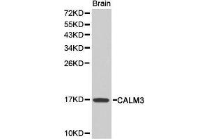 Image no. 1 for anti-Calmodulin 3 (Phosphorylase Kinase, Delta) (CALM3) antibody (ABIN3021590)