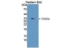 MMP20 antibody  (AA 137-398)