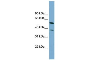 Image no. 1 for anti-Hepatic and Glial Cell Adhesion Molecule (HEPACAM) (N-Term) antibody (ABIN2774111)