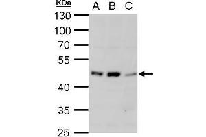 Image no. 4 for anti-Adrenoceptor alpha 1A (ADRA1A) (Center) antibody (ABIN2854646)