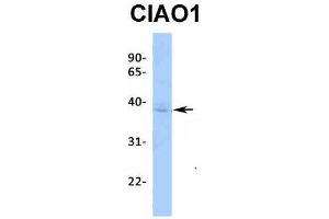 Image no. 2 for anti-Cytosolic Iron-Sulfur Protein Assembly 1 (CIAO1) (Middle Region) antibody (ABIN2775776)