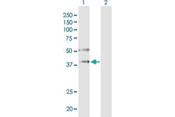 AGO2 antibody  (AA 1-377)