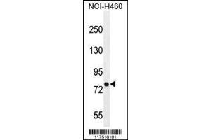 Image no. 1 for anti-Pinin, Desmosome Associated Protein (PNN) (AA 209-239) antibody (ABIN655502)