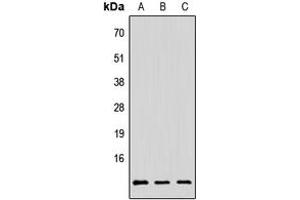 Western blot analysis of PAGE3 expression in HeLa (A), Raw264.