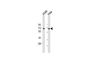 Image no. 2 for anti-Forkhead Box N1 (FOXN1) (AA 350-378) antibody (ABIN655992)