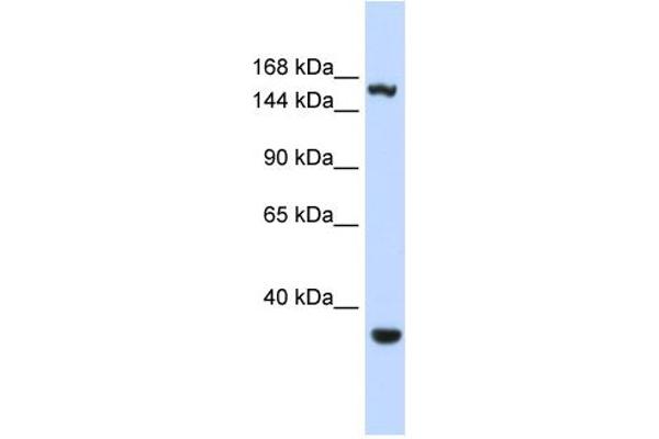 anti-Eukaryotic Translation Initiation Factor 4 gamma 3 (EIF4G3) (Middle Region) antibody