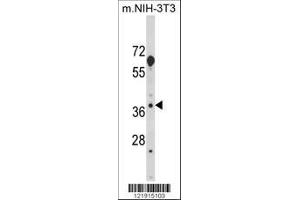 Image no. 2 for anti-Homer Homolog 3 (Drosophila) (HOMER3) (AA 281-308) antibody (ABIN652274)