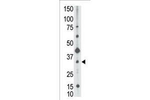 Image no. 1 for anti-CD82 (CD82) (AA 239-267), (C-Term) antibody (ABIN390184)