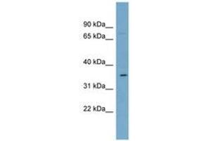 ZIP2 antibody  (AA 71-120)