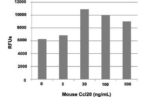 Chemokine (C-C Motif) Ligand 20 (CCL20) protein