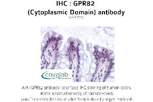 Image no. 1 for anti-G Protein-Coupled Receptor 82 (GPR82) (2nd Cytoplasmic Domain) antibody (ABIN1735172)
