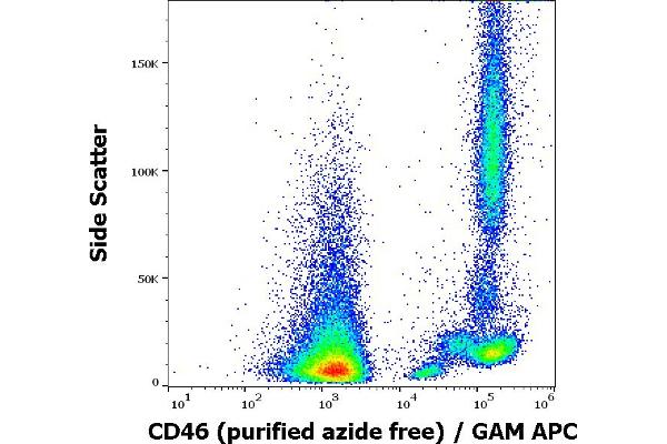 CD46 抗体