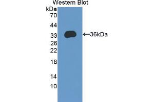 Image no. 1 for anti-KH Domain Containing, RNA Binding, Signal Transduction Associated 1 (KHDRBS1) (AA 152-381) antibody (ABIN5013833)